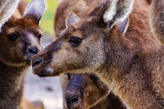 Close-up portrait of Western Grey Kangaroos, Southwest Western Australia