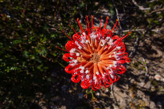 Top view on the brilliant red flower head of Scarlet Banksia (Banksia coccinea), Southwest Western Australia