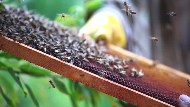 Honey bees start working with the arrival of spring