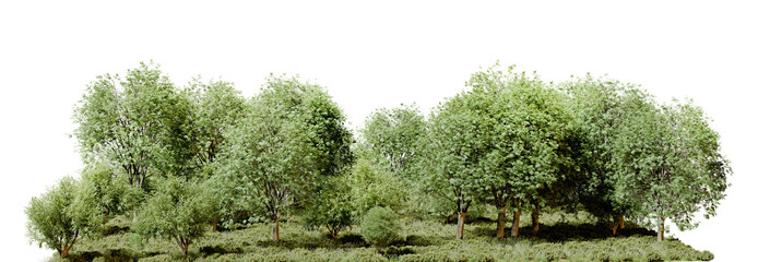 deciduous forest tree line isolated on transparent background