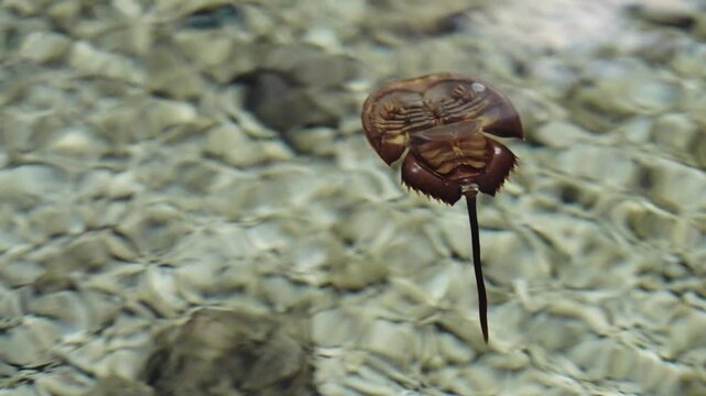 An Atlantic horseshoe crab flipped on its back in crystal clear coastal water. Detailed view of ventral side legs and shell. Nature photography of marine life in shallow ocean habitat.