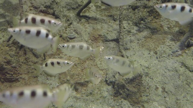 Small school of archerfish swimming over a sandy seabed with mangrove roots. These silver fish feature distinctive black spots and stripes. Wildlife photography in natural aquatic habitat.