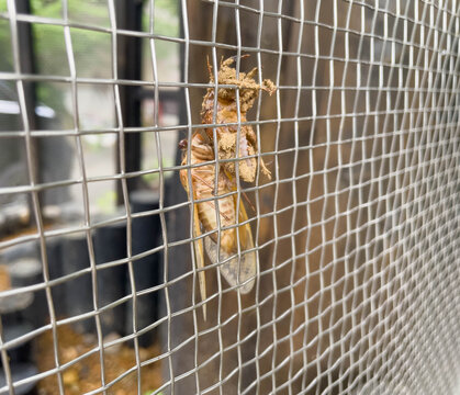 A Japanese Kaempfer's Cicada / Platypleura Cicada, Platypleura kaempferi, is just completing molting and hanging from its old skin. 