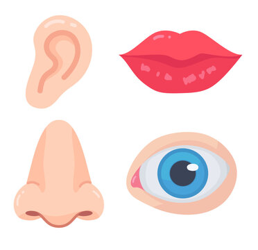 Essential human body parts eye, ear, nose, and lips representing the five senses in flat design