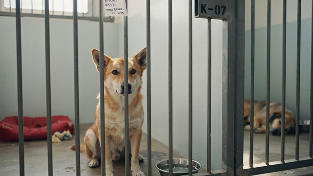 Sad homeless dog sitting behind metal bars in an animal shelter cage waiting for adoption