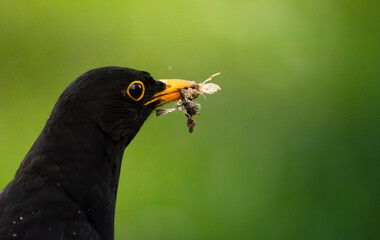 Profile portrait of a male common blackbird with prey in Tyrol © Florian