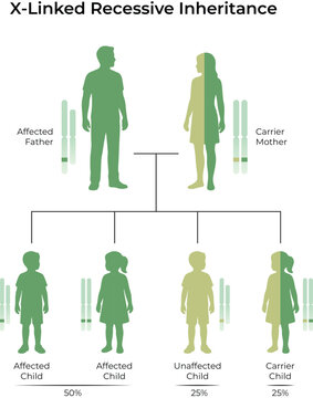 X-Linked Recessive Inheritance Pattern Diagram Illustration