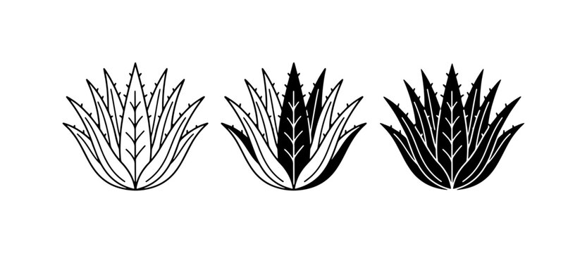 70 Agave Plant Vector Icons, Stylized Botanical Illustrations, Mexican Desert Flora Graphics, Three Variations 100