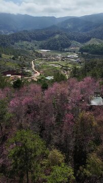 Beautiful aerial drone view of vibrant pink wild Himalayan cherry blossoms blooming among lush green pine trees in a tranquil valley landscape in Da Lat, Lam Dong province, VietnamBeautiful aerial dro