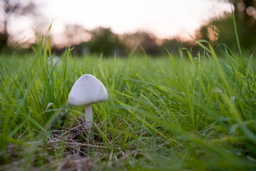 white mushroom in green gras (ver. 3) © Alex an der S