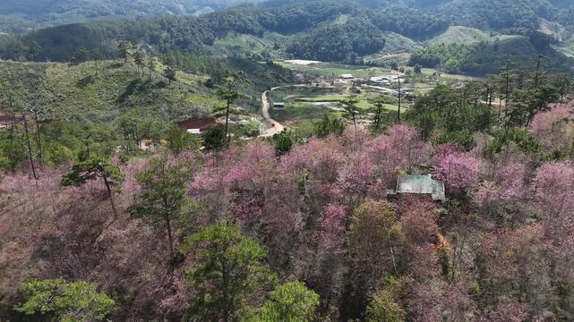 Beautiful aerial drone view of vibrant pink wild Himalayan cherry blossoms blooming among lush green pine trees in a tranquil valley landscape in Da Lat, Lam Dong province, VietnamBeautiful aerial dro
