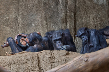 Chimpanzee Family Grooming and Resting Together in Natural Habitat © geolicious