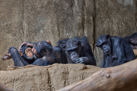 Chimpanzee Family Grooming and Resting Together in Natural Habitat