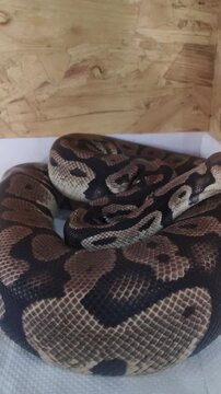Close-up of a ball python with cloudy eyes, coiled body, and detailed brown and black scale patterns. The reptile&rsquo;s head is centered, highlighting its facial features and shedding stage.