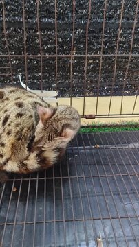 a genet, a slender, spotted carnivoran belonging to the family Viverridae.Genets are small, carnivorous mammals related to civets and mongooses.