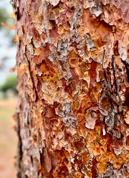 Detailed close-up of the textured bark of a Japanese red pine tree with a natural bokeh background in Japan.