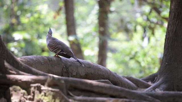 4K video of a gray pigeon resting in the shade of a tree
