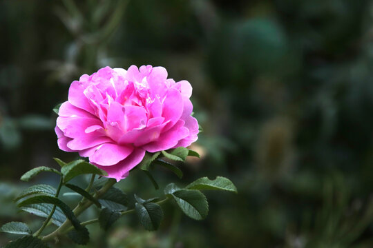 Pink rose called Lavender Lassie