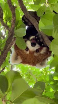 A charming red panda resting comfortably among the leafy branches of a tree, partially hidden by lush green foliage.