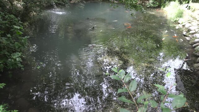 High-angle view of colorful koi carp in a clear natural pond surrounded by lush greenery
