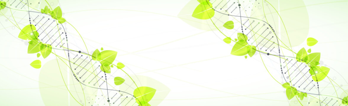 Abstract green eco DNA helix with digital plexus network and organic leaves. Vector illustration