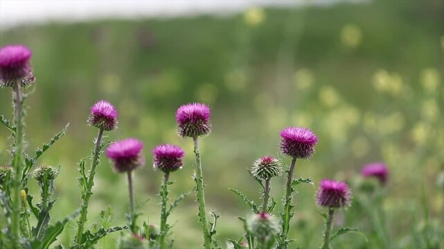 A picture of Silybum marianum plant growing with the arrival of spring
