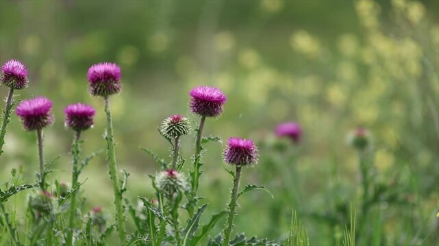 A picture of Silybum marianum plant growing with the arrival of spring