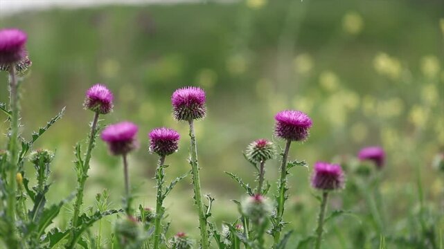 A picture of Silybum marianum plant growing with the arrival of spring