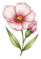 Fototapeta premium Watercolor pink blooming flower with closed bud and green leaves for elegant botanical design