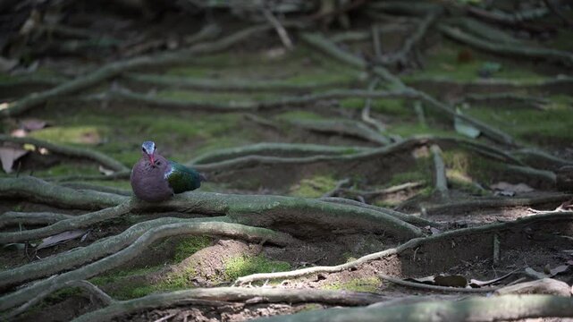 4K video of colorful doves