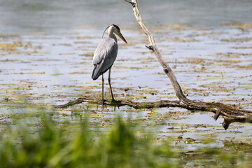 Héron cendré, © JAG IMAGES