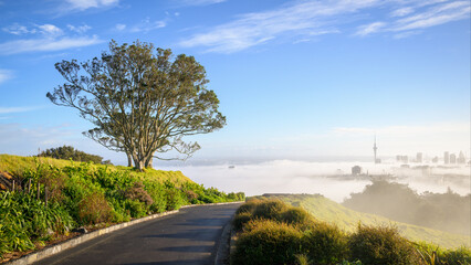 Obraz premium Pohutukawa tree on the hilltop at Mt Eden summit. Sky Tower and skyline in the fog. Auckland.