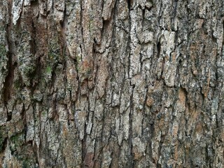 Fototapeta premium Rough texture of brown old tree bark skin showing natural vertical cracks