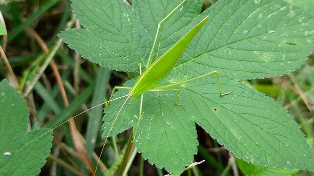 한국,곤충,줄베짱이,베짱이,여치,South Korea, insect, katydid, bush cricket