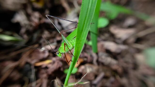 한국,곤충,줄베짱이,베짱이,여치,South Korea, insect, katydid, bush cricket