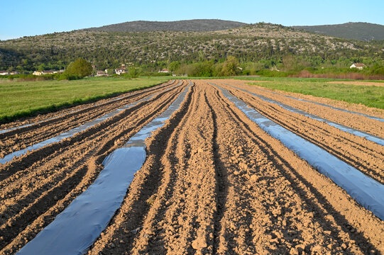 Prepared agricultural field covered with black plastic mulch film. Agricultural field with rows covered by black plastic mulch.