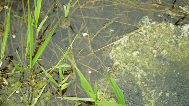 Common frog clump eggs pond water Rana temporaria spawning stream plenty amphibians garden grass floodplain frogspawn European lay large jelly clutches fresh balls floating semi-aquatic in spring