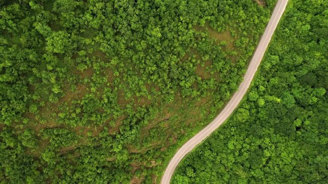 Aerial top view of winding forest road, lush green woodland landscape from above, curved asphalt path through dense summer trees and wilderness