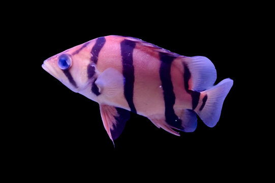 Indonesian tiger fish Datnioides microlepis freshwater predator isolated on black background.