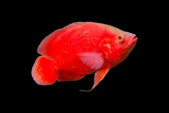 Super red oscar fish Astronotus ocellatus vibrant freshwater cichlid isolated on black background.