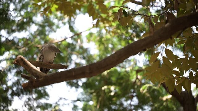 4K video of a gray pigeon resting in the shade of a tree