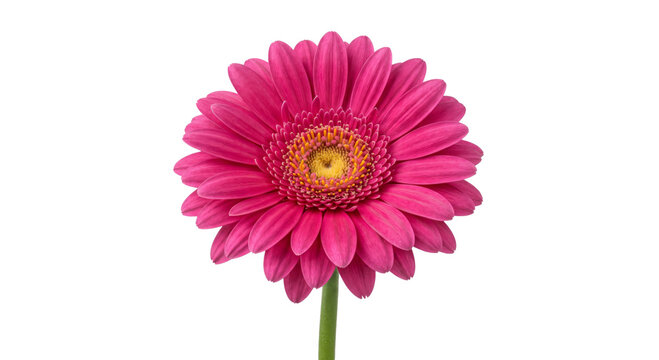 Vibrant pink gerbera daisy in full bloom against a solid background