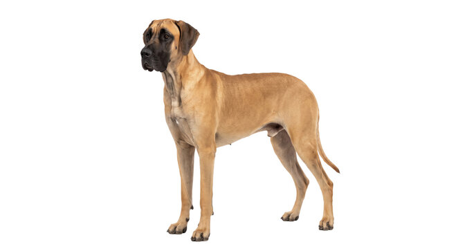 Majestic fawn Great Dane dog standing proudly on a clean white background