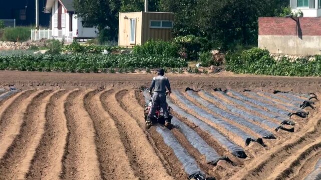 Farmer covers crop rows with black plastic mulch while planting seedlings. Modern farming method for soil protection, moisture retention and efficient crop cultivation.