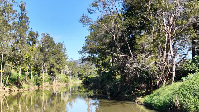 Serene Forest Stream Surrounded by Lush Green Trees in Uki Australia