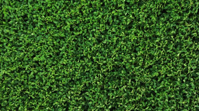 Lush green hedge slowly moving creating an abstract natural foliage background with vibrant green leaves and dense vegetation