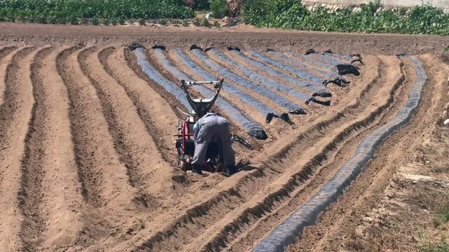 Agricultural worker prepares crop rows with black plastic mulch while planting young seedlings. Modern farming technique supporting healthy plant growth and sustainable food production.