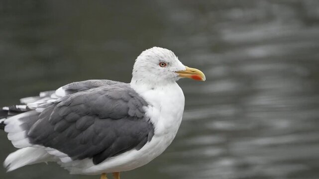 Yellow legged gull preening its plumage.