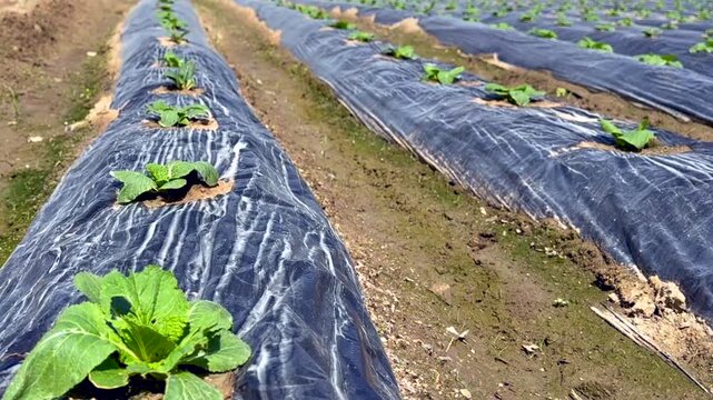 Perfect parallel crop rows with young green seedlings growing through black plastic mulch. Organized agricultural landscape showcasing efficient farming, precision cultivation and sustainable food pro