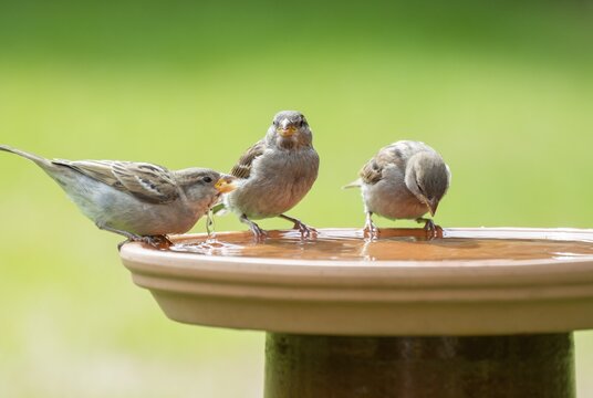 House sparrows (Passer domesticus) standing on a bird bath and drinking water, Lower Saxony, Germany